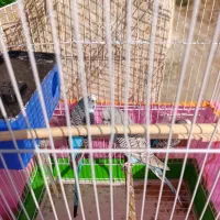 چهار عدد مرغ عشق|پرنده|هشتگرد, فاز ۳ مهستان|دیوار