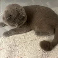 گربه نر|گربه|زنجان, |دیوار