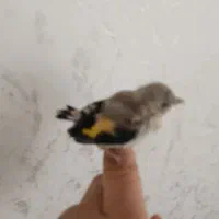 جوجه سهره سرلاکی