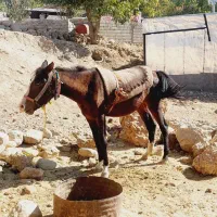 سلام دوستان نوزدین سه سال سر دم گیر شکم خالی|حیوانات مزرعه|بازفت, |دیوار