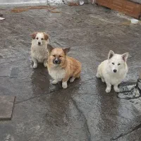 چند قلاده سگ دم خرسی ،ولش کرگی