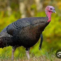 بوقلمون ، تخم گذار نر و ماده