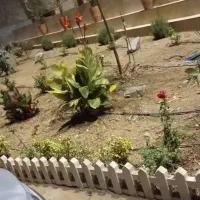 طراحی و اجرای باغ و باغچه صفر تا صد