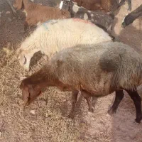 میش ابستن هترو