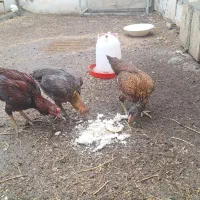 فروش مرغ و خروس لاری