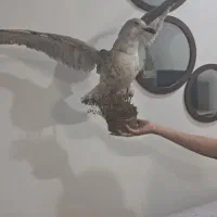 مجسمه مرغ دریایی