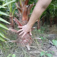 پالم واشنگتن|گل و گیاه طبیعی|طاهرگوراب, |دیوار