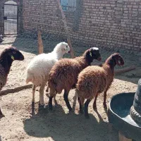 4عددبره ماده هتروبزرگ|حیوانات مزرعه|سرولایت, |دیوار