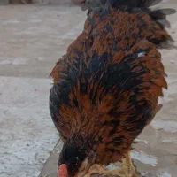 مرغ|حیوانات مزرعه|کرج, عظیمیه|دیوار