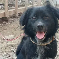 سگ خونگی|سگ|کوچصفهان, |دیوار