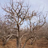 حرس انواع درخت به صورت حرفه ای|خدمات باغبانی و درختکاری|نهاوند, |دیوار