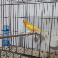 قناری نره بخان|پرنده|رشت, معلولین|دیوار