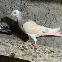 کبوتر پتی والا معاوضه با تیدی
