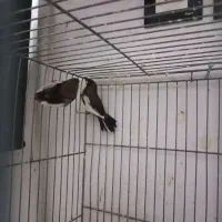 فنچ بنگالی جفت|پرنده|هشتگرد, تهران دشت|دیوار