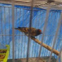 گلبسر نر خرم اباد