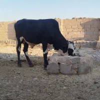 گوسال