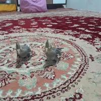عروس هلندی