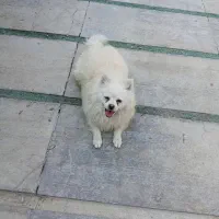 سگ  پامرا  جنسیت نر سایز ۲