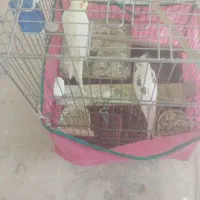 فروش فوری عروس هلندی سه جفت برشت جوجه دادن|پرنده|هشتگرد, هشتگرد قدیم|دیوار