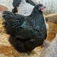 اورپینگتون نژاد سلطنتی|حیوانات مزرعه|تهران, آرژانتین|دیوار