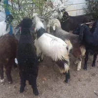 چنتا بز جوان فروشی