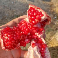 باغ چهاردیواری فروشی فوری شرایطی اقساطی