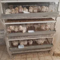 جوجه  گوشتی راس ۳۰۸