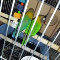 طوطی برزیلی نر و ماده