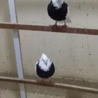 کبوتر طوقی|پرنده|عسلویه, |دیوار