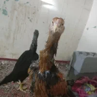 جوجه لاری میکس اوشامو و افغان دونگ بالا|حیوانات مزرعه|گرمی, |دیوار