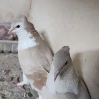 پشت زرد کاکلی|پرنده|اصفهان, تخت فولاد|دیوار