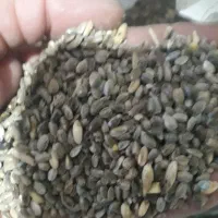 زرده سیری   اسینم
