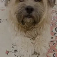 جفت شیتزو|سگ|مشهد, آیت الله خامنه‌ای|دیوار