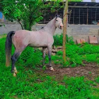 فروش اسب نریان نوه کامران