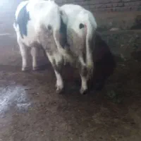 ۲راس گوساله نر|حیوانات مزرعه|ثمرین, |دیوار