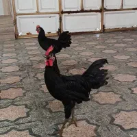 خروس