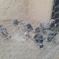 بوقلمون لری|حیوانات مزرعه|شهرضا, |دیوار