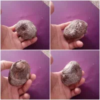 فسیل دریایی