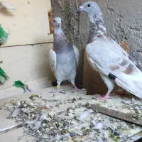 بورمگس|پرنده|نازیل, |دیوار