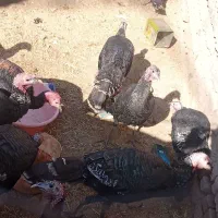 بوقلمون|حیوانات مزرعه|نیشابور, مازول|دیوار