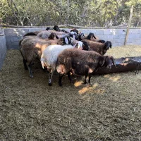 میش  بره بزغاله|حیوانات مزرعه|مبارکه, |دیوار