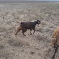 فروش یک عدد بزغاله نر|حیوانات مزرعه|آق قلا, |دیوار