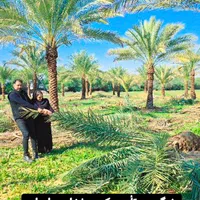 خرید شب عید پالم خانه زیبا