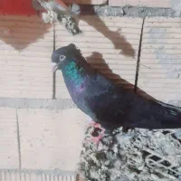 زاغ ابادانی دو تا ماده و یک نر درجه یک