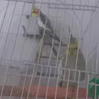 جفت عروس هلندی|پرنده|مشهد, رده|دیوار