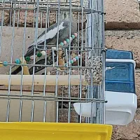 فروش یک جفت عروس هلندی با قفس و متعلقات|پرنده|سنقر, |دیوار