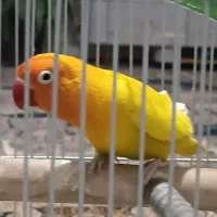 طوطی کوتوله انگلیسی|پرنده|موچش, |دیوار