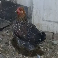 مرغ گلین اصلی|حیوانات مزرعه|اسلام‌شهر, شهرک سعیدیه|دیوار