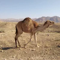 فروش شتر|حیوانات مزرعه|خور (فارس), |دیوار