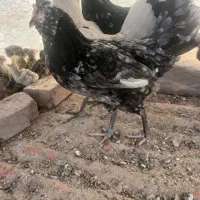 مرغ و خروش گلین اصیل